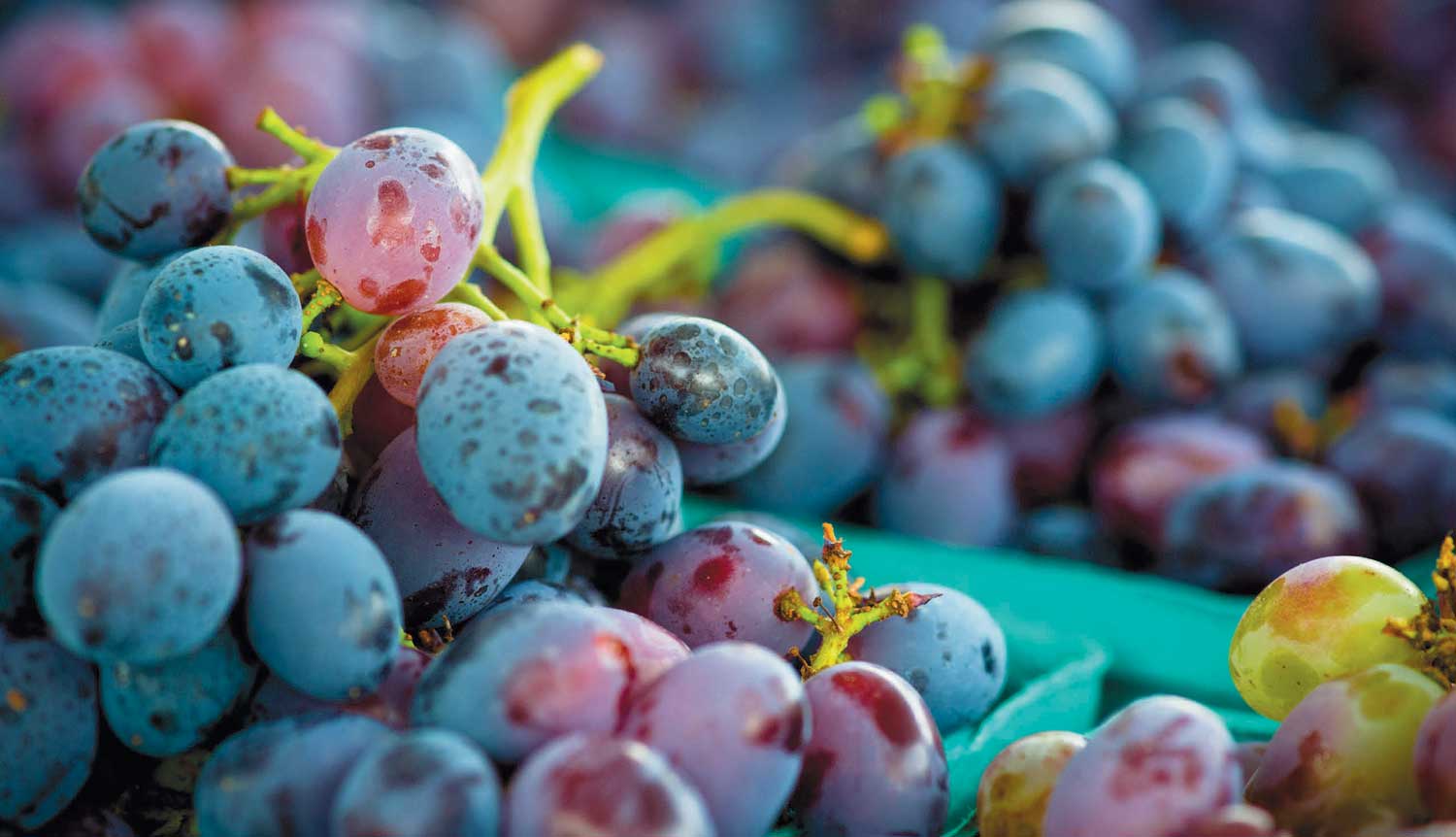 purple and red grapes