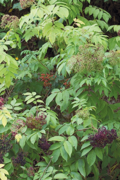 Elderberry Plant